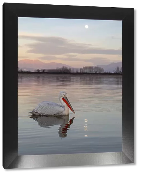 One Dalmatian pelican swims on lake Kerkini as the moon rises, Lake Kerkini National Park