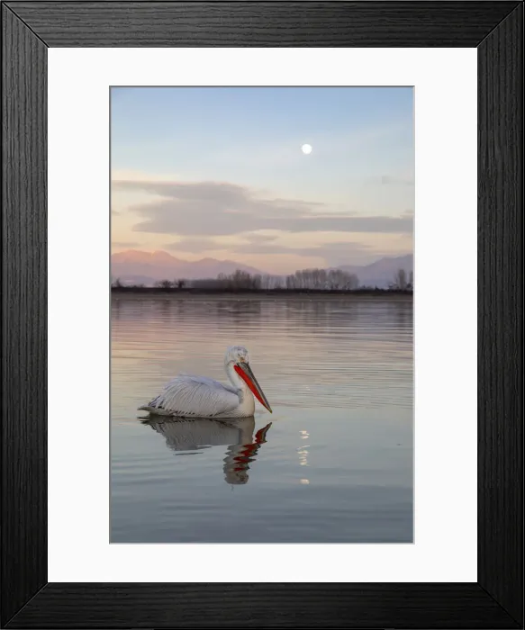 Framed Print : One Dalmatian pelican swims on lake Kerkini as the moon rises, Lake Kerkini National Park Framed Print : One Dalmatian pelican swims on lake Kerkini as the moon rises, Lake Kerkini National Park