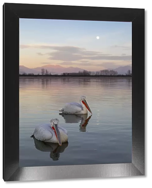 Two Dalmatian pelicans swim on lake Kerkini as the moon rises, Lake Kerkini National Park