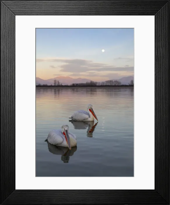 Framed Print : Two Dalmatian pelicans swim on lake Kerkini as the moon rises, Lake Kerkini National Park Framed Print : Two Dalmatian pelicans swim on lake Kerkini as the moon rises, Lake Kerkini National Park