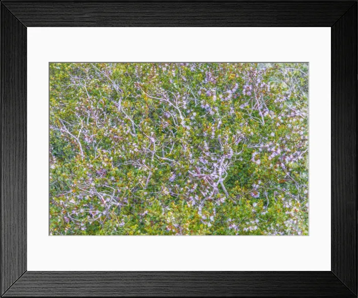 Framed Print : Abstract view of beeches in summer, Vatnajokull National Park, Iceland Framed Print : Abstract view of beeches in summer, Vatnajokull National Park, Iceland