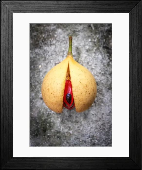 Framed Print : Asia, Indonesia, Spice Islands, Maluku, Banda, Banda Besar island Framed Print : Asia, Indonesia, Spice Islands, Maluku, Banda, Banda Besar island
