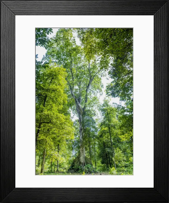 Framed Print : Asia, Indonesia, Spice Islands, Maluku, Banda, Banda Besar island
