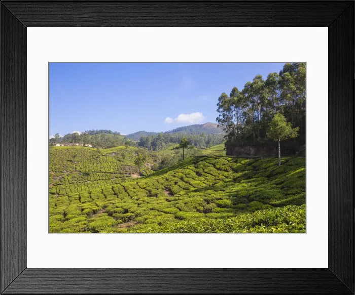 Framed Print : India, Kerala, Munnar, Tea estate Framed Print : India, Kerala, Munnar, Tea estate