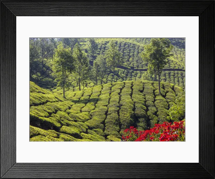 Framed Print : India, Kerala, Munnar, Tea Estate Framed Print : India, Kerala, Munnar, Tea Estate