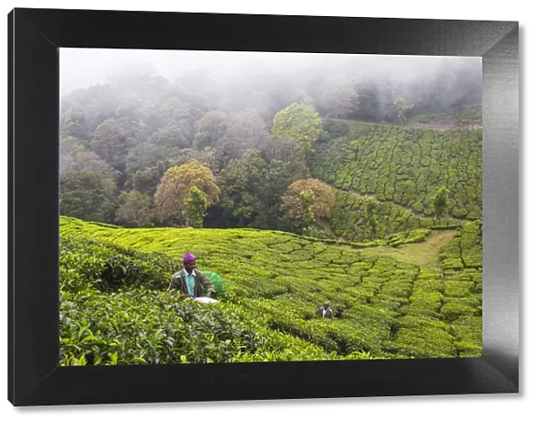 India, Kerala, Munnar, Tea pickers