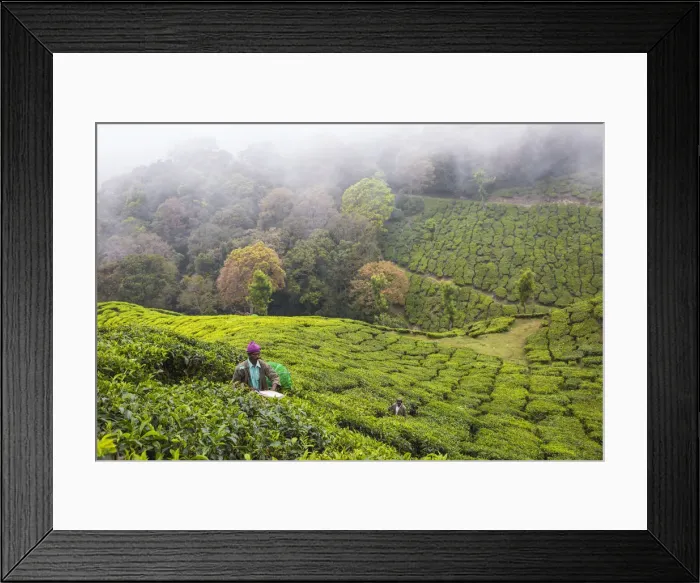 Framed Print : India, Kerala, Munnar, Tea pickers Framed Print : India, Kerala, Munnar, Tea pickers