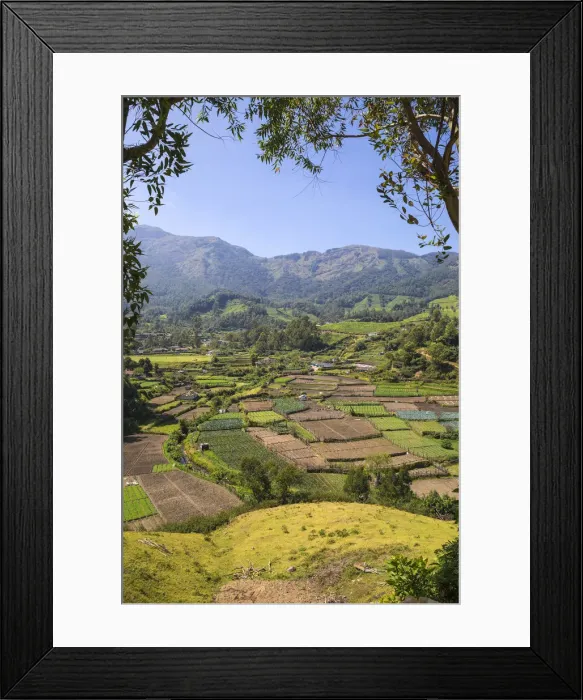 Framed Print : India, Kerala, Munnar, Farm lands Framed Print : India, Kerala, Munnar, Farm lands