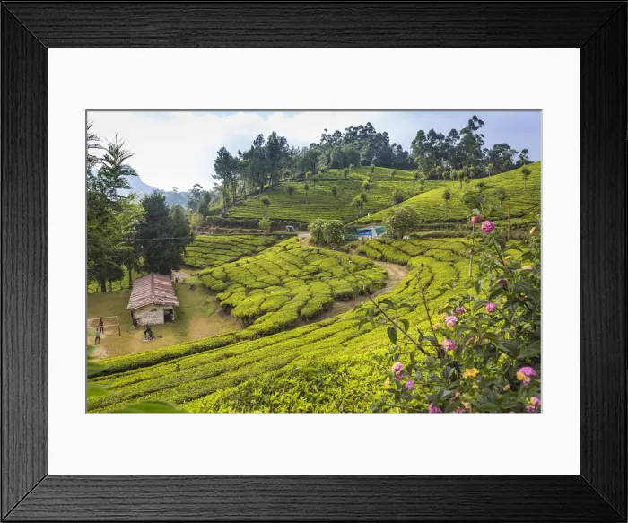 Framed Print : India, Kerala, Munnar, Chilren playing volleyball on Tea estate Framed Print : India, Kerala, Munnar, Chilren playing volleyball on Tea estate