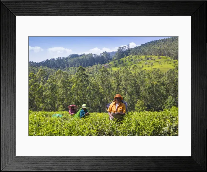 Framed Print : India, Kerala, Munnar, Tea pickers Framed Print : India, Kerala, Munnar, Tea pickers