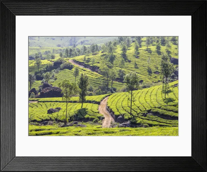 Framed Print : India, Kerala, Munnar, Tea estate Framed Print : India, Kerala, Munnar, Tea estate