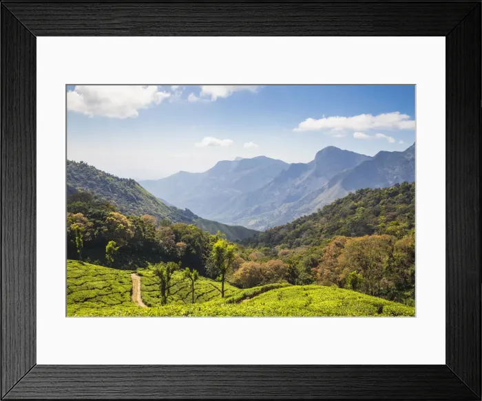 Framed Print : India, Kerala, Munnar, Tea estate Framed Print : India, Kerala, Munnar, Tea estate