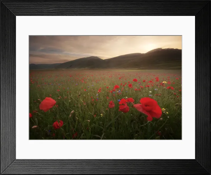 Framed Print : Summer wildflowers at sunset in Castelluccio di Norcia, Umbria, Italy Framed Print : Summer wildflowers at sunset in Castelluccio di Norcia, Umbria, Italy