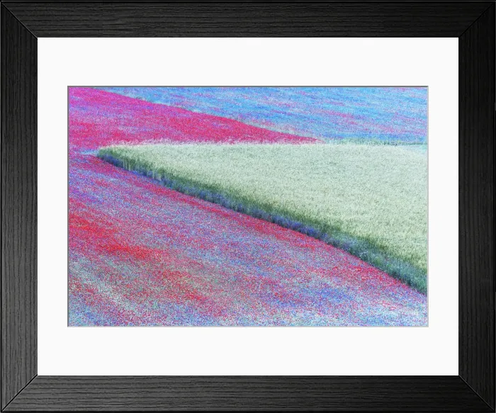 Framed Print : Summer wildflowers at dusk in Castelluccio di Norcia, Umbria, Italy Framed Print : Summer wildflowers at dusk in Castelluccio di Norcia, Umbria, Italy