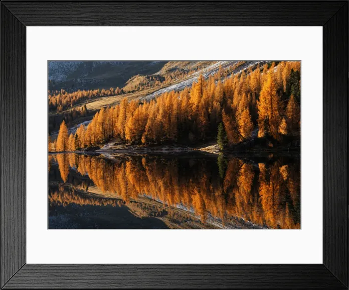 Framed Print : Autumn larches of the Federa lake at sunrise, Dolomites, Italy Framed Print : Autumn larches of the Federa lake at sunrise, Dolomites, Italy