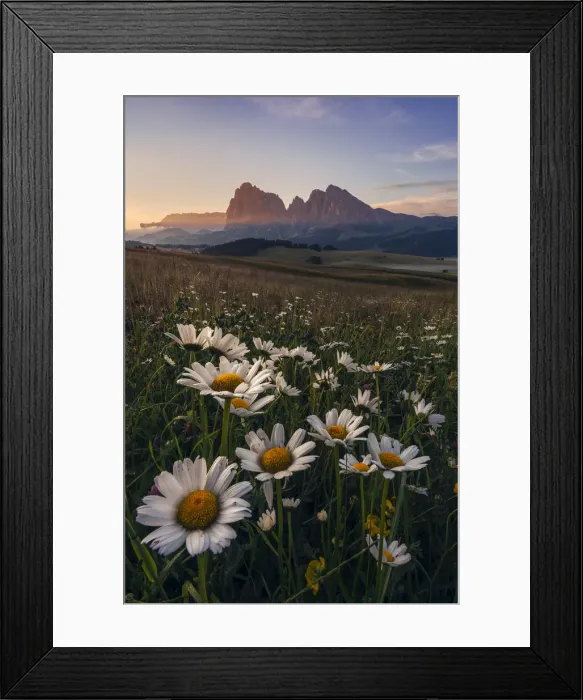 Framed Print : Summer sunrise at the Alpe di Siusi (Seiser Alm) in the Dolomites, Italy Framed Print : Summer sunrise at the Alpe di Siusi (Seiser Alm) in the Dolomites, Italy