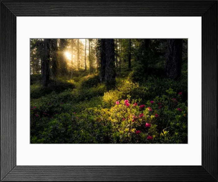 Framed Print : Rhododendron taking the first lights of the day in the forests of the Dolomites, Italy Framed Print : Rhododendron taking the first lights of the day in the forests of the Dolomites, Italy