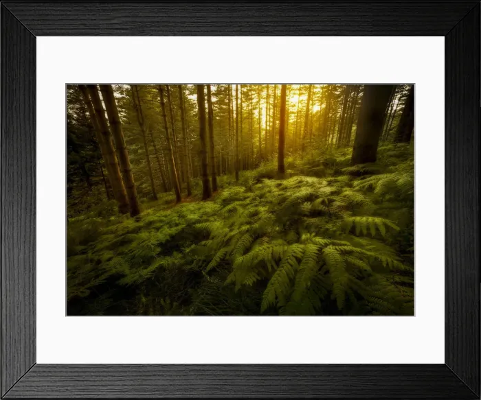 Framed Print : Forest in the central Appennines at sunset, Tuscany, Italy Framed Print : Forest in the central Appennines at sunset, Tuscany, Italy