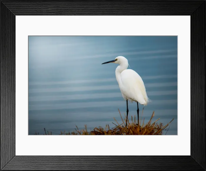Framed Print : Heron fishing on the shores of a lake, Tuscany, Italy Framed Print : Heron fishing on the shores of a lake, Tuscany, Italy