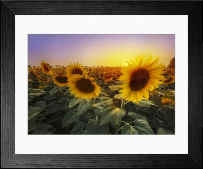 Framed Print : Sunflowers during a colorful summer sunset in Tuscany, Italy Framed Print : Sunflowers during a colorful summer sunset in Tuscany, Italy
