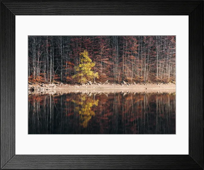 Framed Print : Forest reflection on the Lago Baccio during autumn, Appennines, Emilia Romagna, Italy Framed Print : Forest reflection on the Lago Baccio during autumn, Appennines, Emilia Romagna, Italy