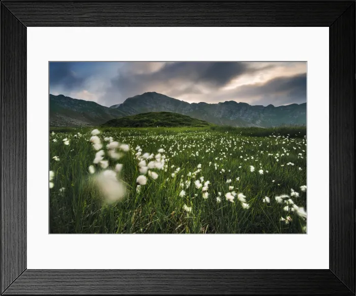 Framed Print : Cotton flower fields at sunset in the Appennines, Tuscany, Italy Framed Print : Cotton flower fields at sunset in the Appennines, Tuscany, Italy