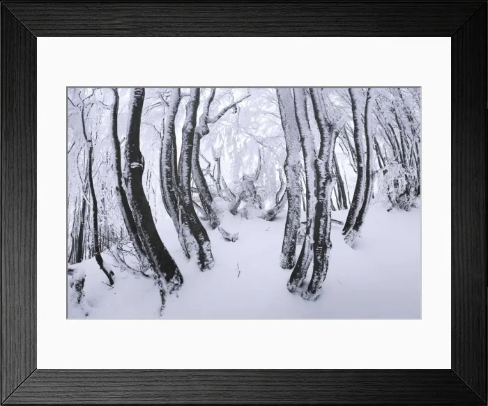 Framed Print : Frozen forest of the central Appennines in winter, Tuscany, Italy Framed Print : Frozen forest of the central Appennines in winter, Tuscany, Italy