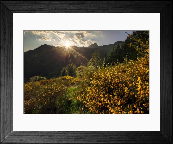 Framed Print : Flowering brooms at sunset in the central Appennines, Tuscany, Italy Framed Print : Flowering brooms at sunset in the central Appennines, Tuscany, Italy