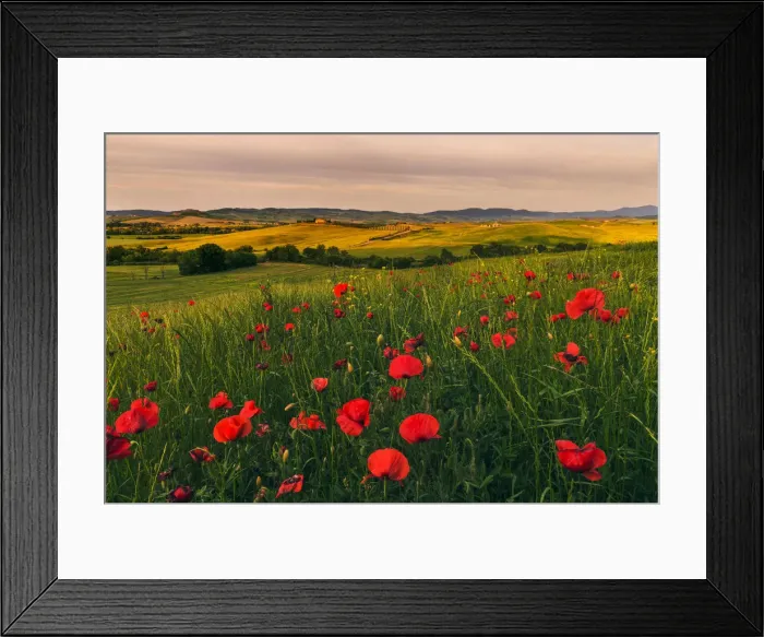 Framed Print : Poggio Covili from the distance with poppies in spring, Val d Orcia, Tuscany, Italy Framed Print : Poggio Covili from the distance with poppies in spring, Val d Orcia, Tuscany, Italy