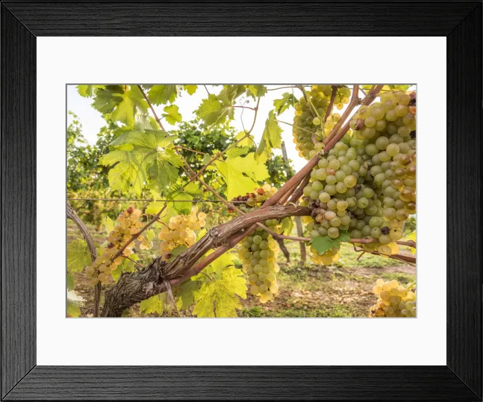 Framed Print : europe, Italy, Tuscany, Elba Island, grapes Framed Print : europe, Italy, Tuscany, Elba Island, grapes