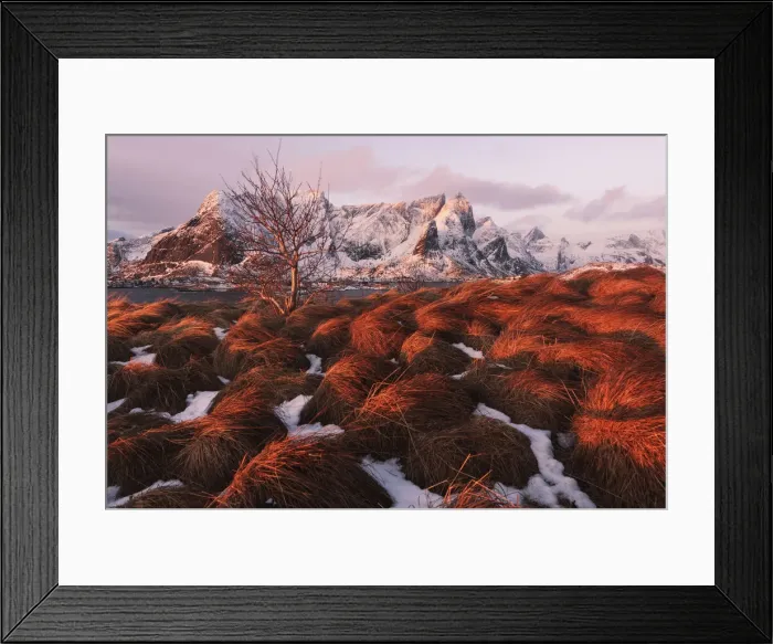 Framed Print : Snowy bushes above Reine along the coast at sunrise in the Lofoten islands, Norway Framed Print : Snowy bushes above Reine along the coast at sunrise in the Lofoten islands, Norway