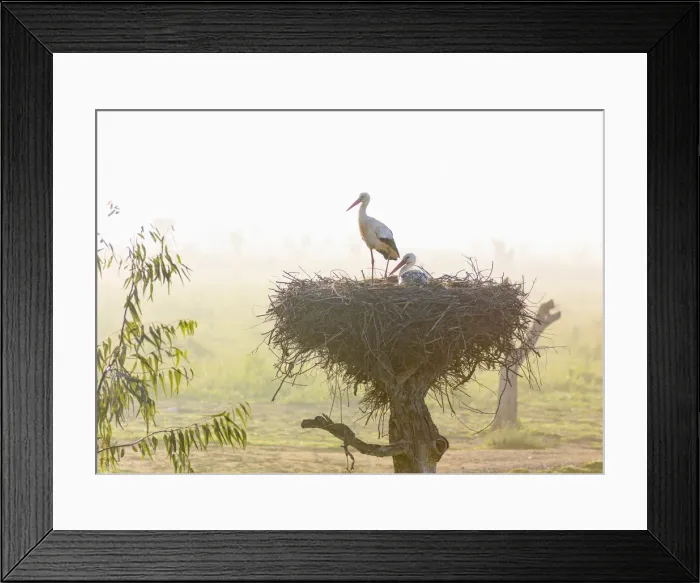 Framed Print : Portugal, Algarve, Alvor, Storks in nest Framed Print : Portugal, Algarve, Alvor, Storks in nest