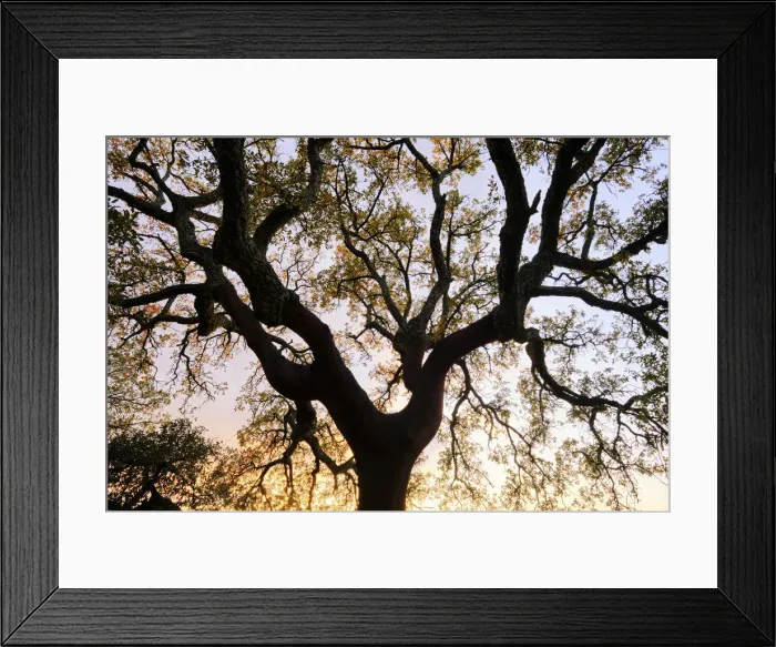 Framed Print : Cork tree. Palmela. Portugal Framed Print : Cork tree. Palmela. Portugal