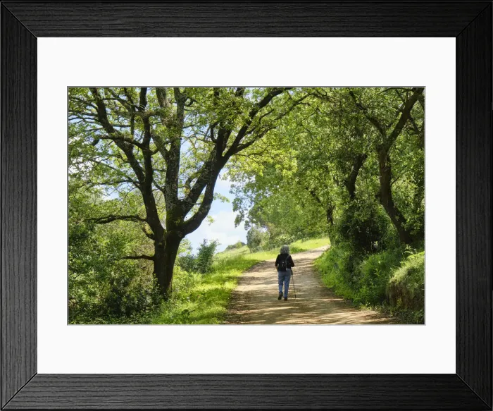 Framed Print : Oak trees in the Arrabida Nature Park. Palmela, Portugal (MR) Framed Print : Oak trees in the Arrabida Nature Park. Palmela, Portugal (MR)