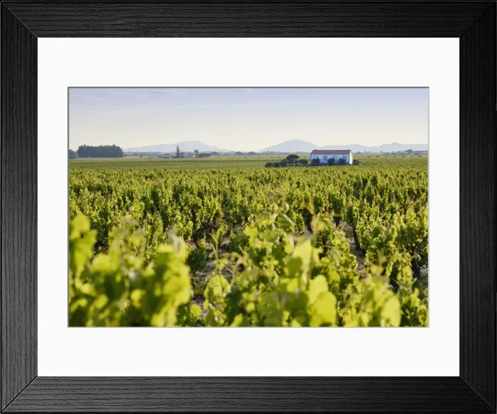 Framed Print : Vineyards in Spring. Fernao Po, one of the best terroir in the Palmela region. Portugal