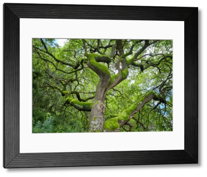 Framed Print : A magnificent oak tree in the Arrabida Nature Park. Palmela, Portugal Framed Print : A magnificent oak tree in the Arrabida Nature Park. Palmela, Portugal