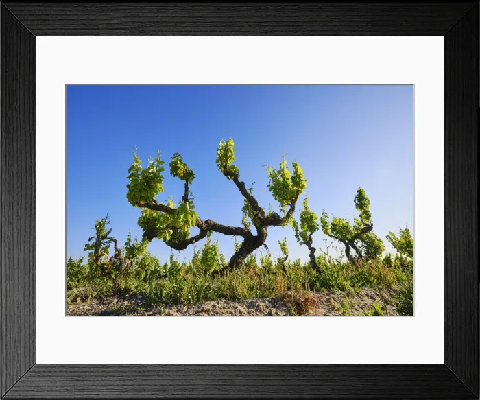 Framed Print : Vineyards in Spring. Fernao Po, one of the best terroir in the Palmela wine region Framed Print : Vineyards in Spring. Fernao Po, one of the best terroir in the Palmela wine region