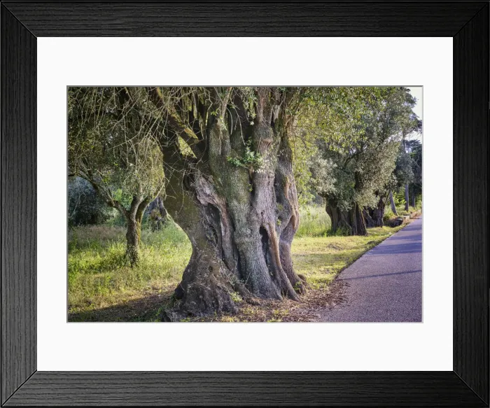 Framed Print : Protected olive tree (Olea europaea), more than two thousand years old Framed Print : Protected olive tree (Olea europaea), more than two thousand years old