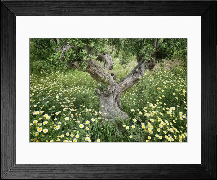 Framed Print : Olive tree in Spring. Palmela. Portugal Framed Print : Olive tree in Spring. Palmela. Portugal