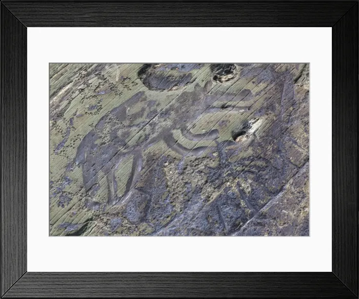 Framed Print : Petrogliph, Tomskaya pisanitsa open air museum, Tom River, Kemerovo region, Russia Framed Print : Petrogliph, Tomskaya pisanitsa open air museum, Tom River, Kemerovo region, Russia