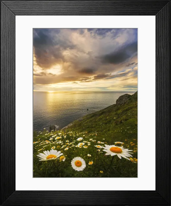 Framed Print : Wildflowers on a sea cliff in spring, Gatzelugaxte, Basque Country, Spain Framed Print : Wildflowers on a sea cliff in spring, Gatzelugaxte, Basque Country, Spain