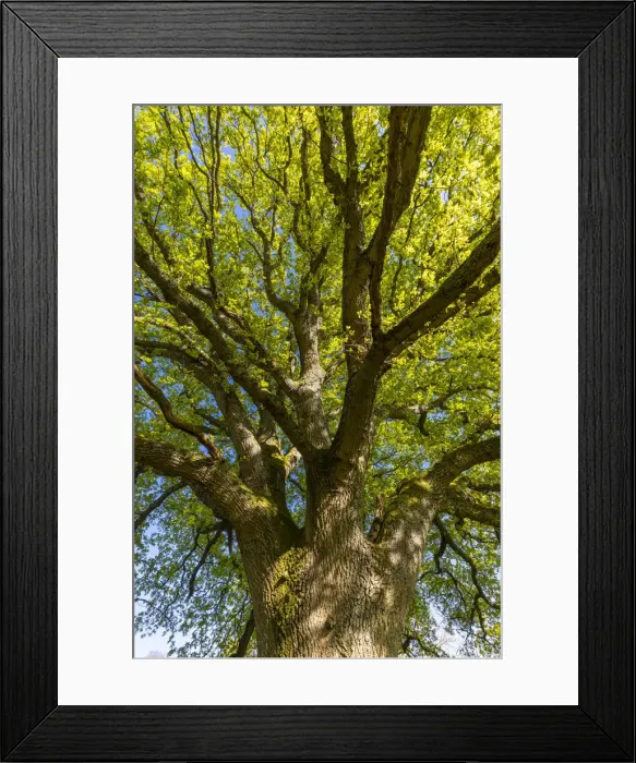 Framed Print : Oak Tree, North Downs, Guildford, Surrey, England, UK Framed Print : Oak Tree, North Downs, Guildford, Surrey, England, UK