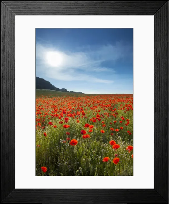 Framed Print : Field of Poppies, Guildford, Surrey, England, UK