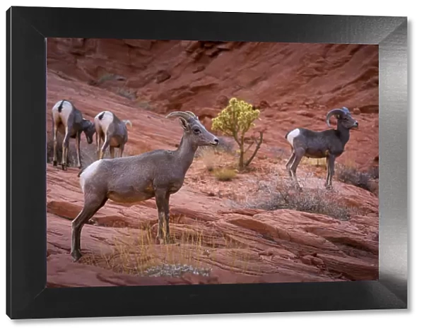 Desert bighorn sheep on rocks in Valley of Fire State Park, Nevada, Western United States