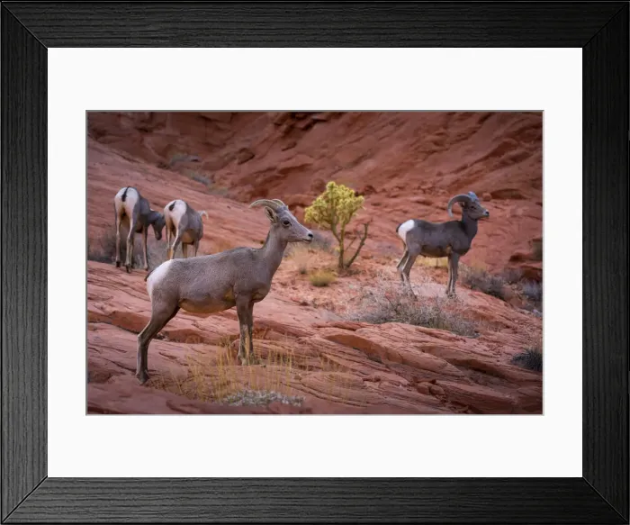 Framed Print : Desert bighorn sheep on rocks in Valley of Fire State Park, Nevada, Western United States Framed Print : Desert bighorn sheep on rocks in Valley of Fire State Park, Nevada, Western United States
