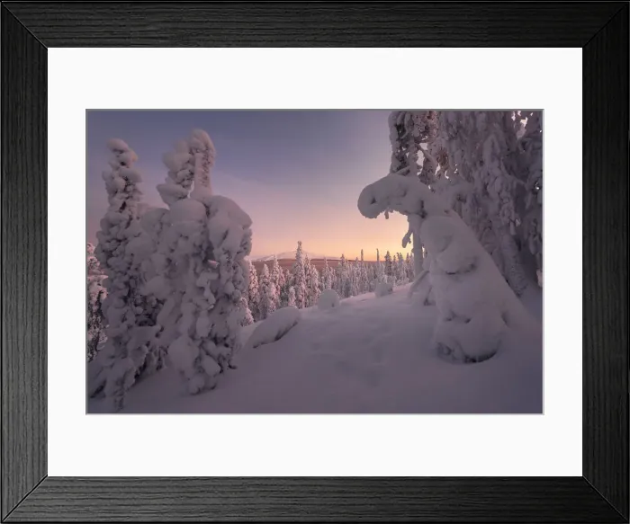 Framed Print : Frozen trees of Lapland at sunset in winter, Akaslompolo, Yllastunturi National Park