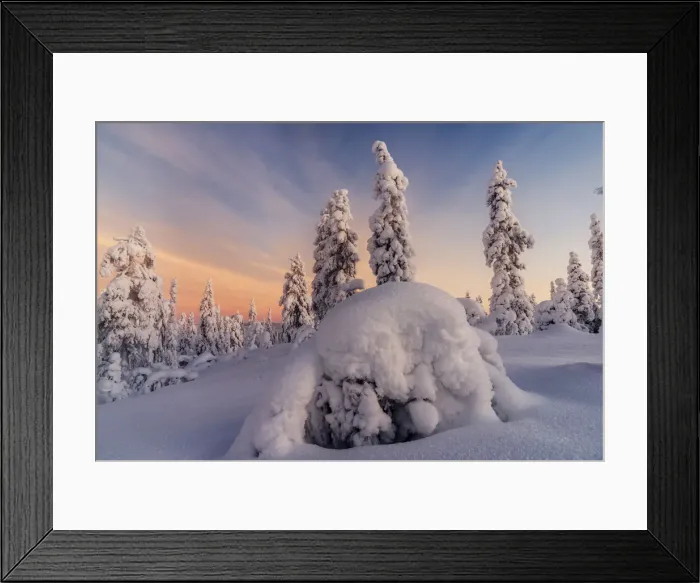 Framed Print : Frozen trees of Lapland at sunrise in winter, Akaslompolo, Yllastunturi National Park Framed Print : Frozen trees of Lapland at sunrise in winter, Akaslompolo, Yllastunturi National Park