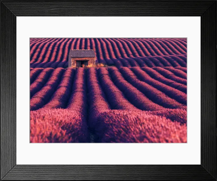 Framed Print : A lonely abandoned farmhouse in the middle of lavenders fields, Provence, France Framed Print : A lonely abandoned farmhouse in the middle of lavenders fields, Provence, France