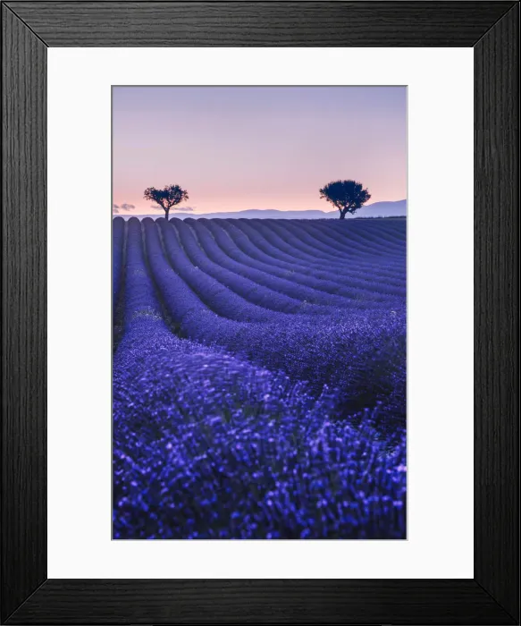 Framed Print : Lavenders fields at twilight near Valensole, Provence, France Framed Print : Lavenders fields at twilight near Valensole, Provence, France