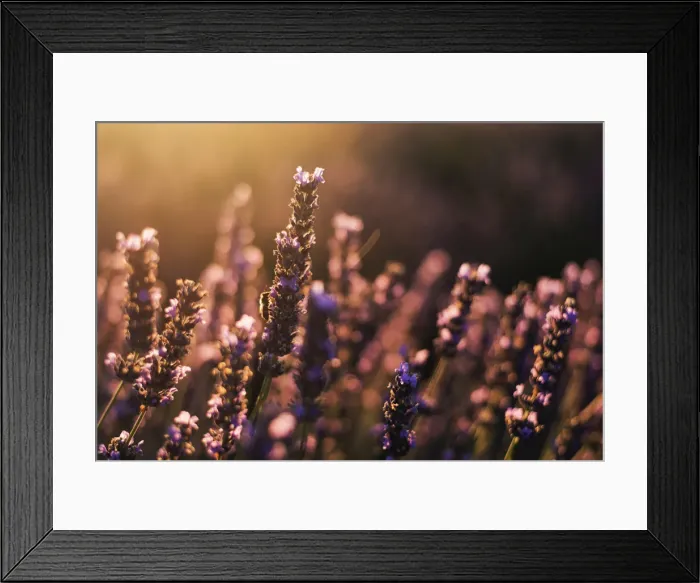 Framed Print : Close up on a lavenders flower with a bee, Provence, France Framed Print : Close up on a lavenders flower with a bee, Provence, France